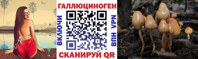 Галлюциногенные грибы Psilocybine cubensis  Волжский 